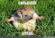 silvouple.webp